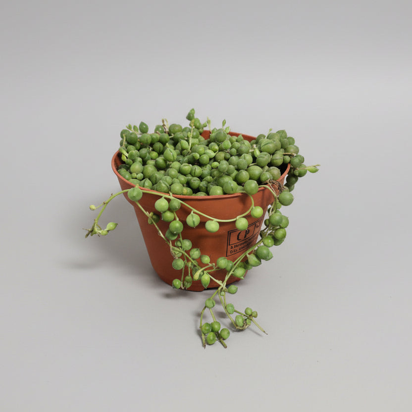 collar-de-perlas-planta