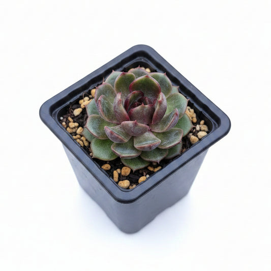 echeveria black monroe corea