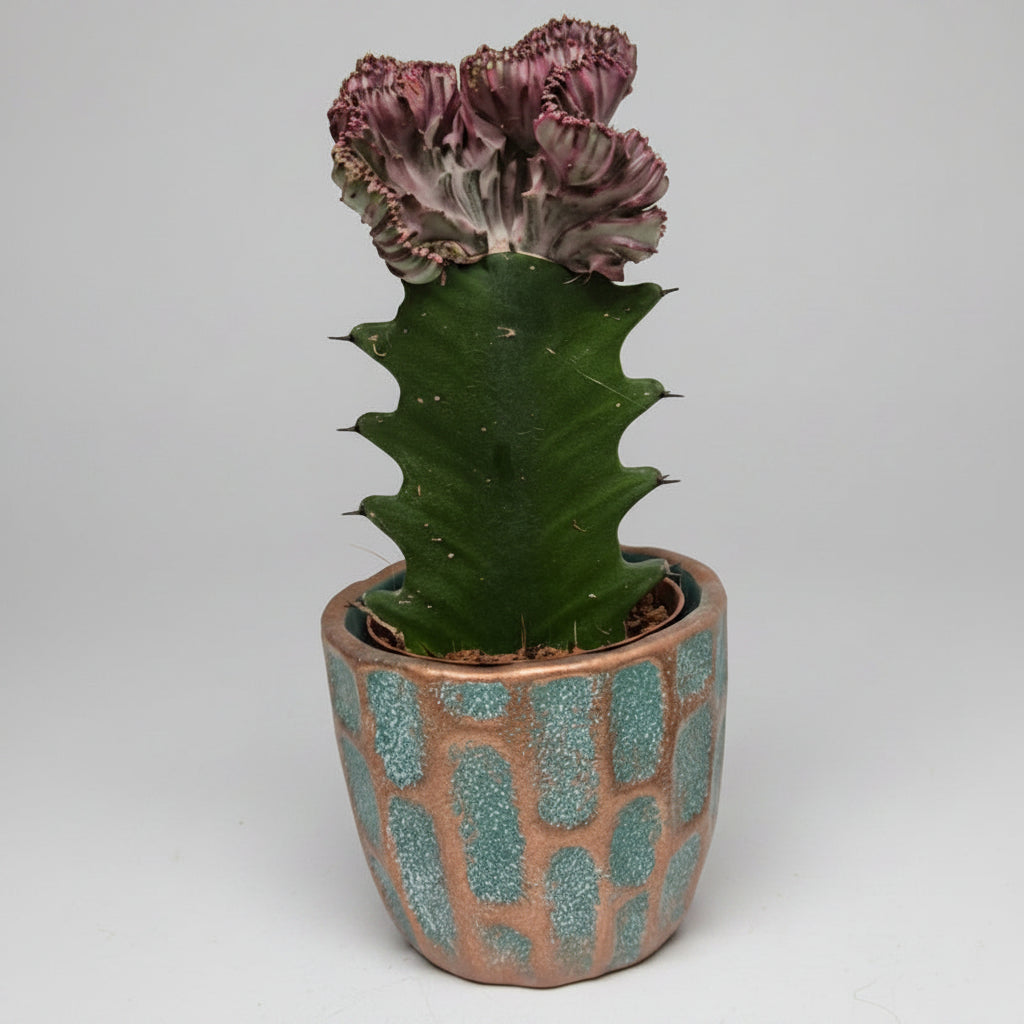 euphorbia-lactea-cristata-macetero-japones