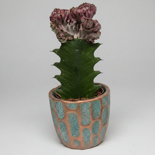 euphorbia-lactea-cristata-macetero-japones