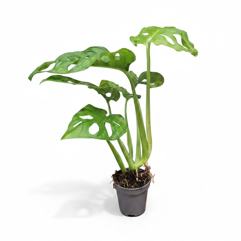 Monstera Monkey Mask Mini