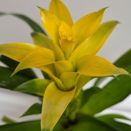 bromelia-amarilla-planta-interior