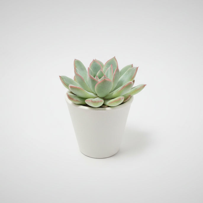 suculenta-bordes-rojos