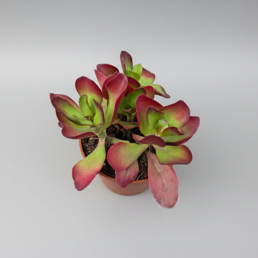 Kalanchoe thyrsiflora suculenta decorativa