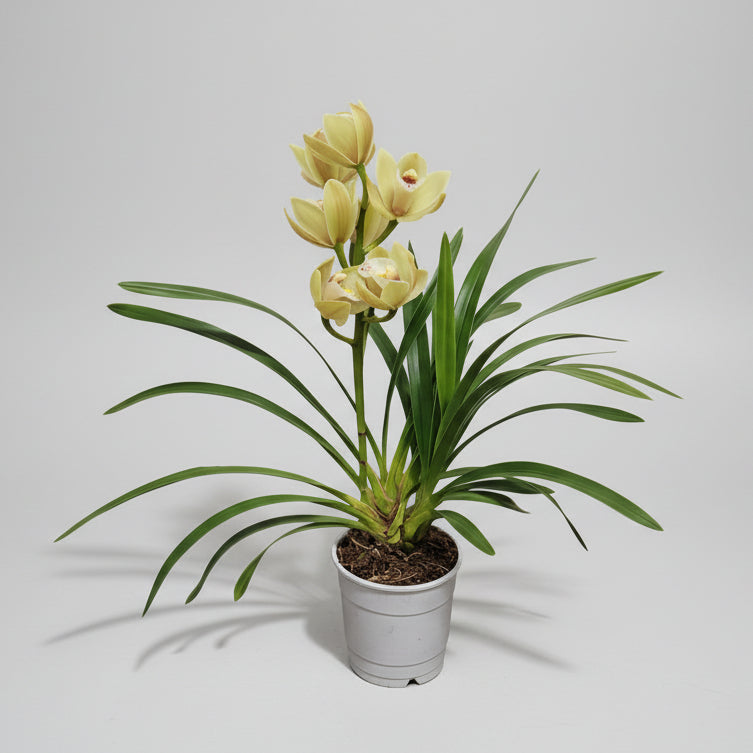 Orchidea Cymbidium Gialla M