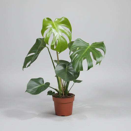 monstera-deliciosa