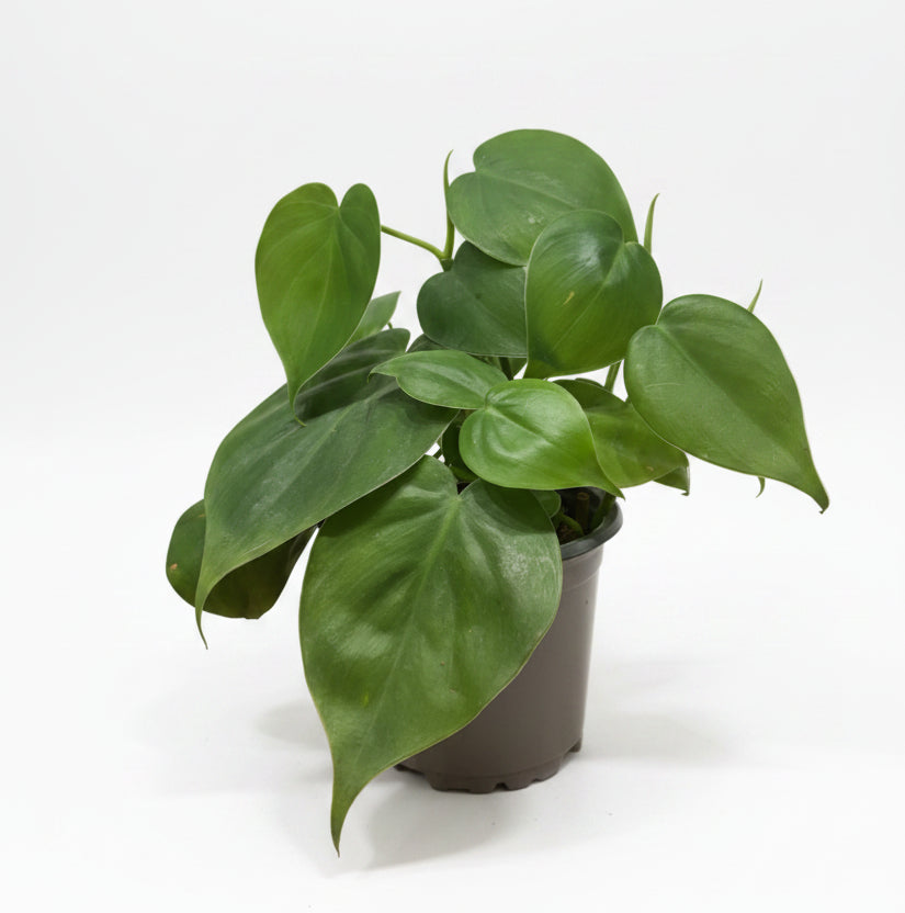 Filodendro Verde ( Philodendron Scandens Green)