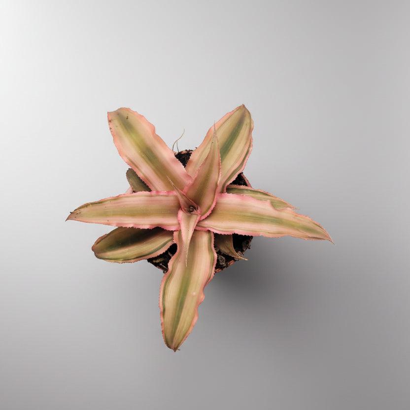 cryptanthus-pink-star