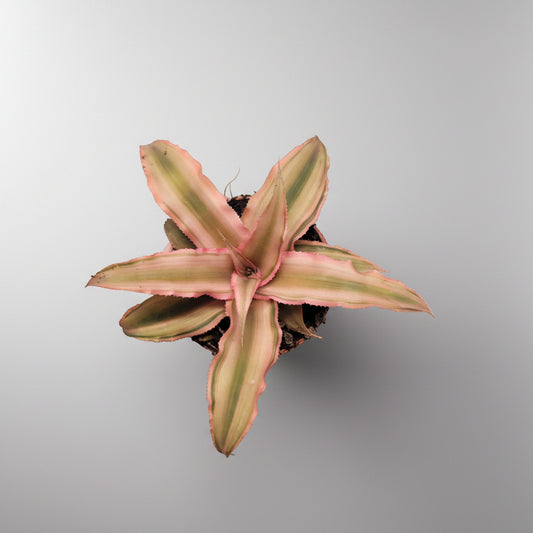 cryptanthus-pink-star