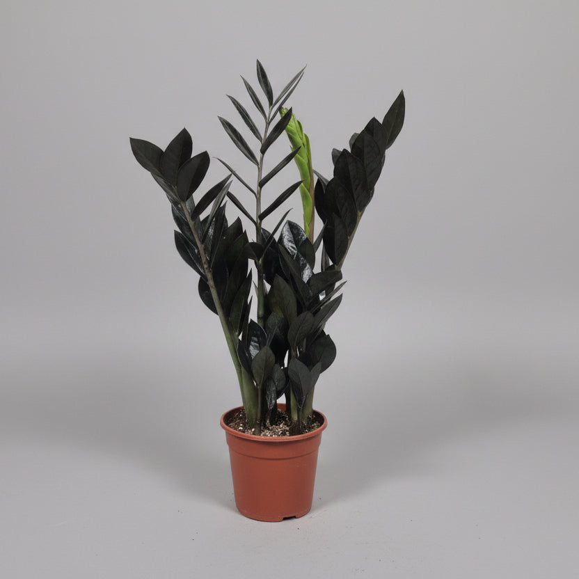 zamioculca-raven-planta-interior