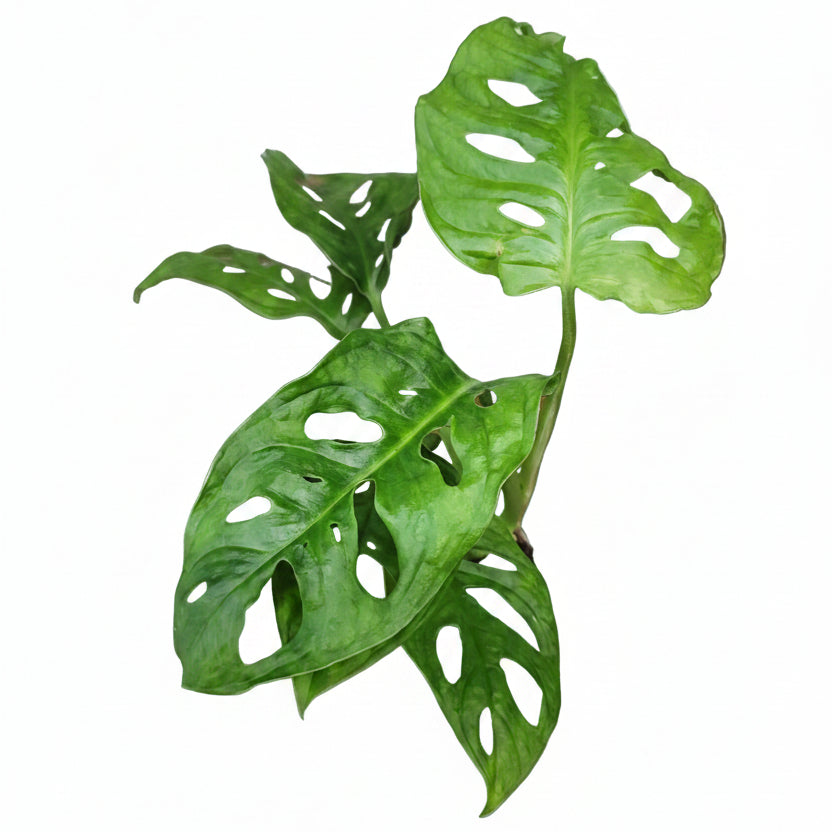 Monstera Monkey Mask Mini