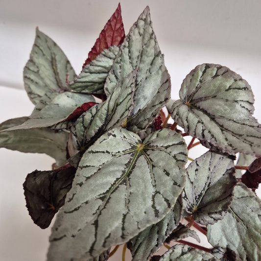 begonia-artic-breeze-hojas