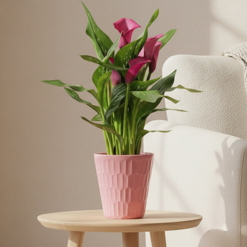 Zantedeschia Cala Flor Fucsia