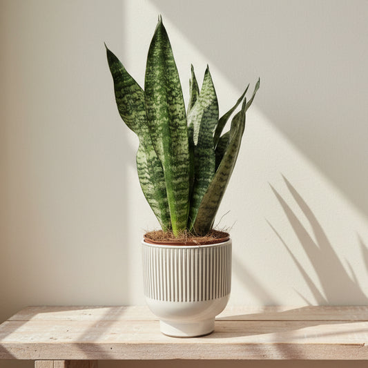 lengua-de-suegra-verde