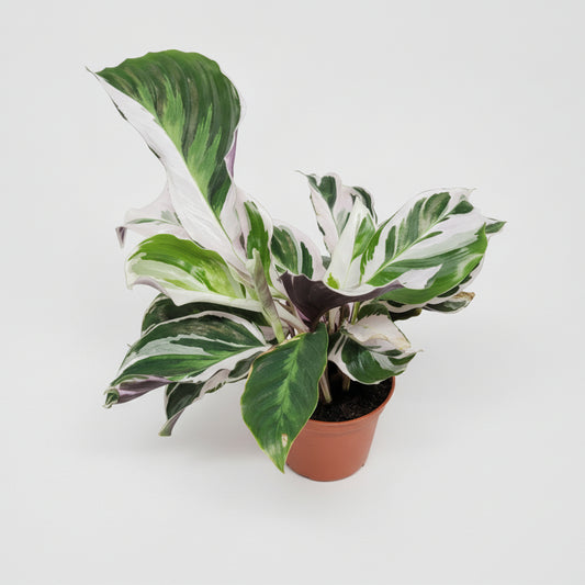 Calathea White Fusion Mini
