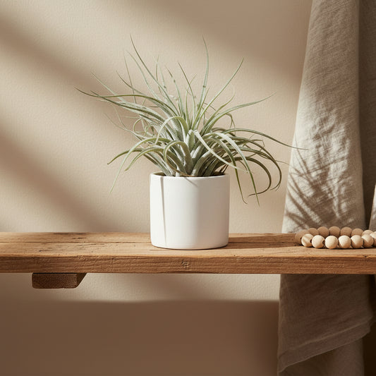 planta de aire grande