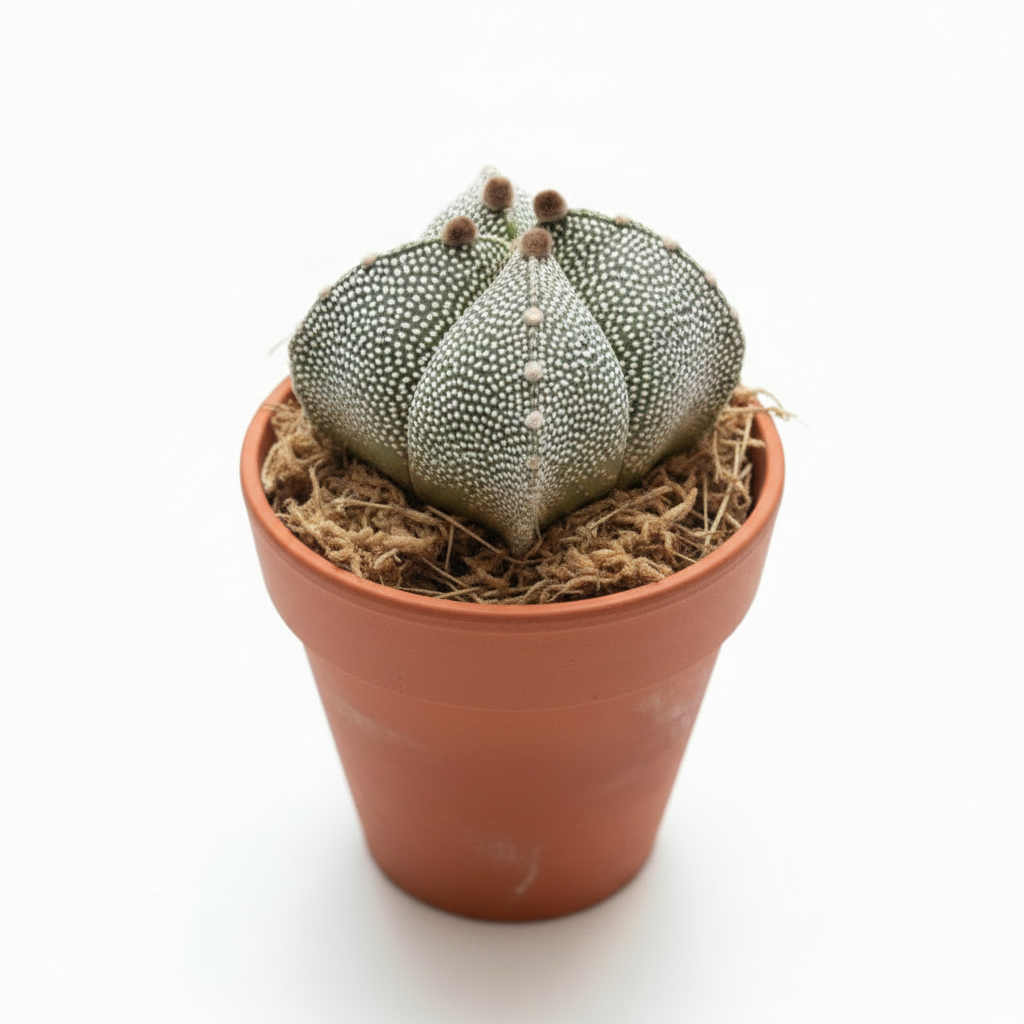 astrophytum cuadricostatum