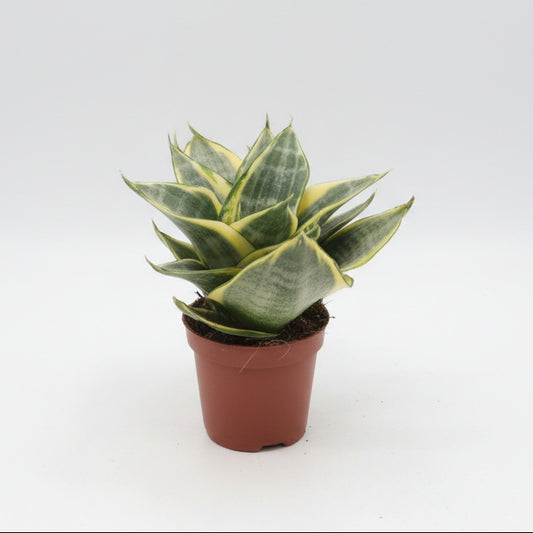 mini-sansevieria-hahnii-amarillo-planta-interior