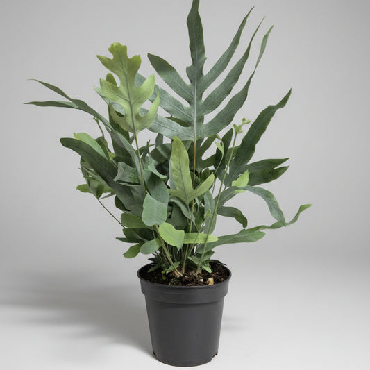 helecho-phlebodium-blue-star