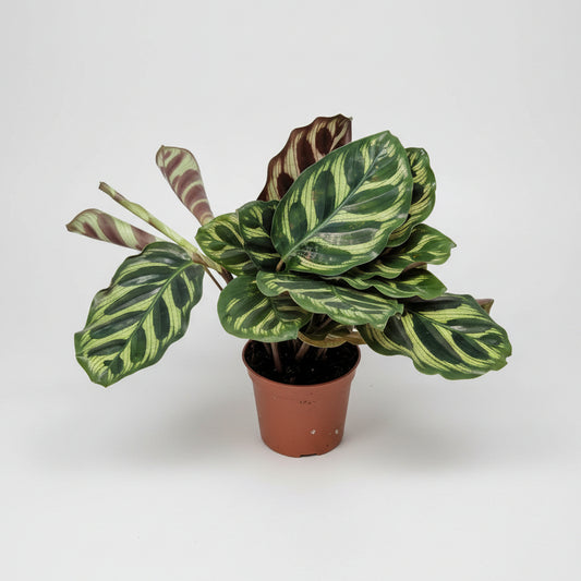 Calathea Makoyana Mini