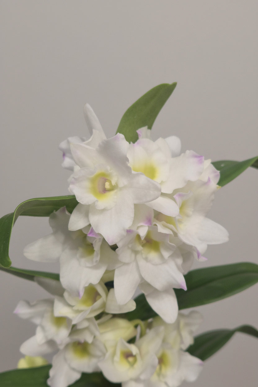 Orquídea Dendrobium Flores Blancas