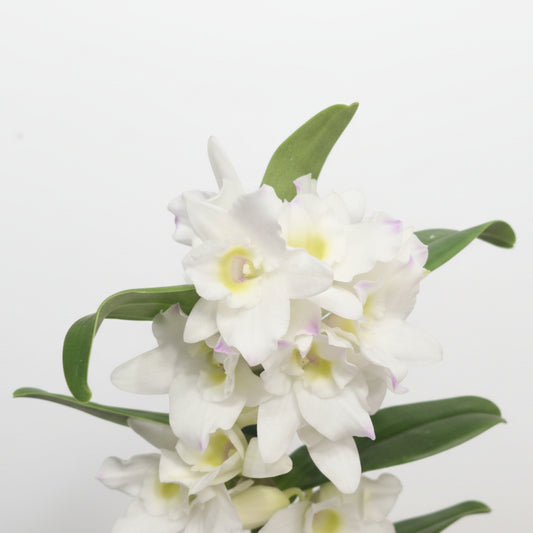 orquidea-dendrobium-blancas-planta-decorativa