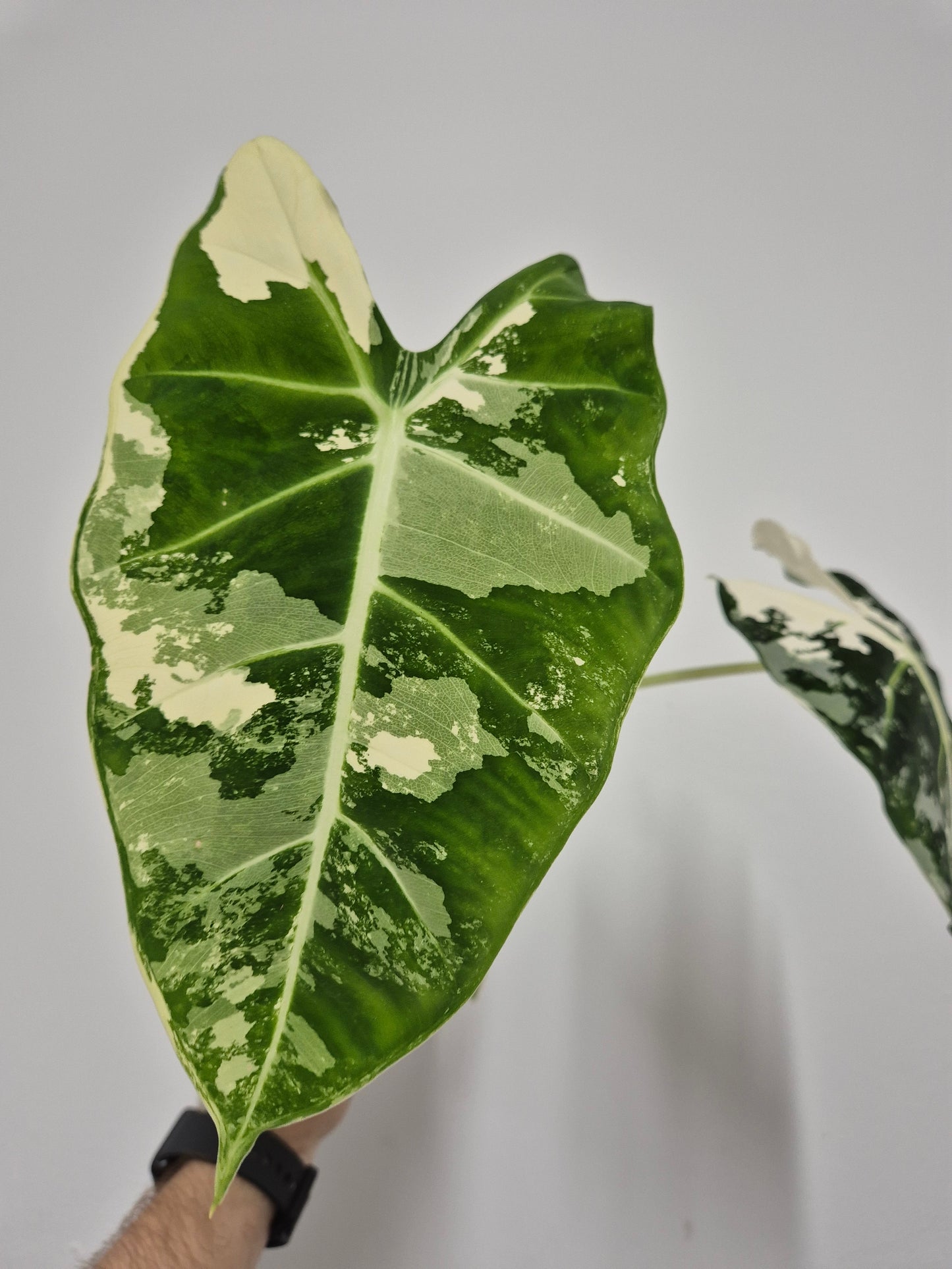 Lote Monstera y Alocasia