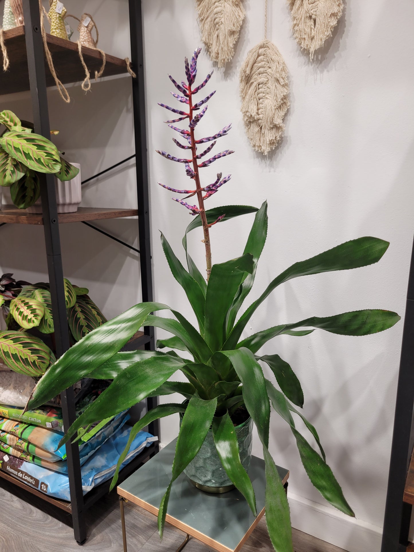 Aechmea Blue Rain