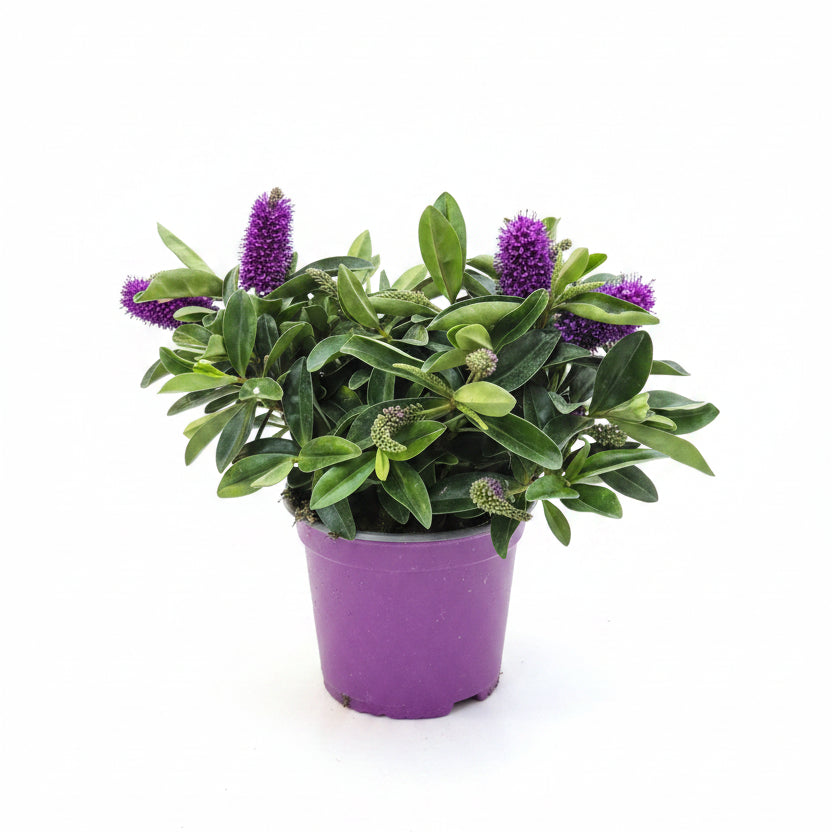 hebe akiri light purple kiwi