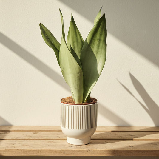 lengua-de-suegra-plateada