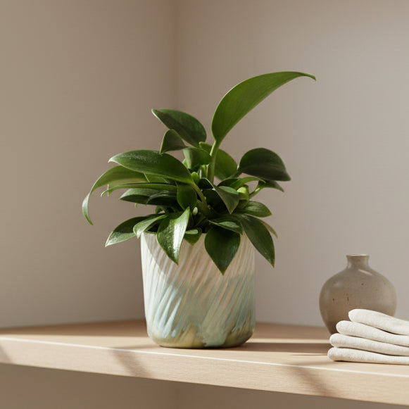 planta-compacta-decorativa