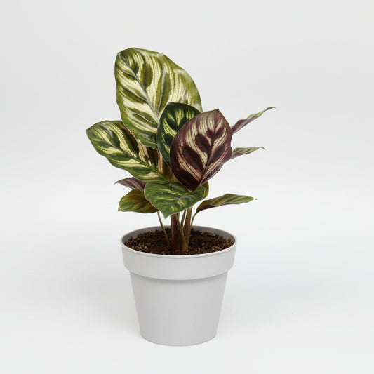 calathea-makoyana