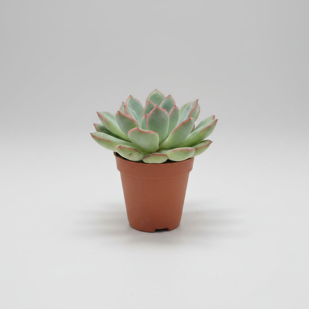 planta-suculenta-decorativa