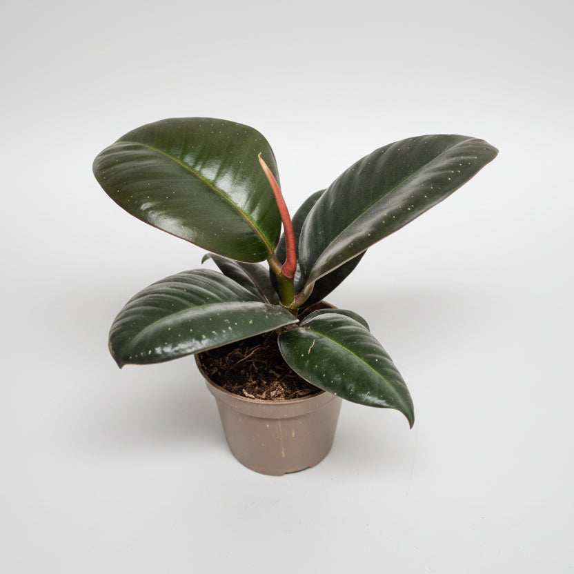 ficus-elastica