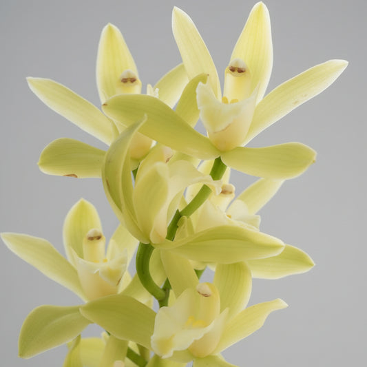 cymbidium-orquidea-amarilla