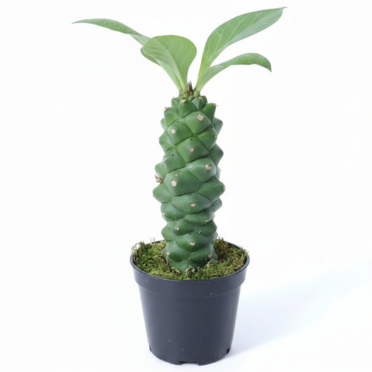Euphorbia Ritchiei planta exótica de colección