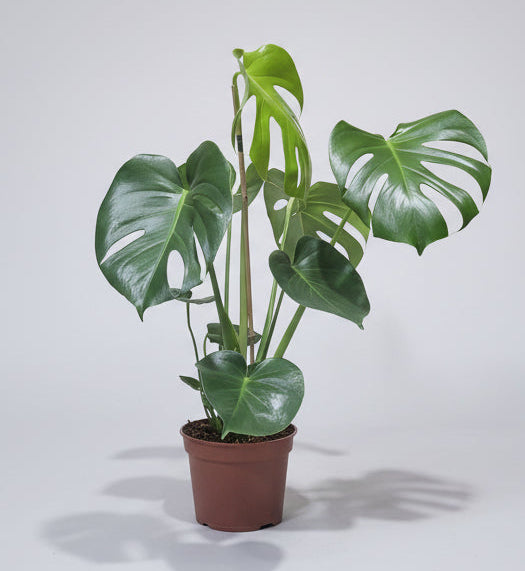 monstera-interior