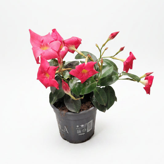 dipladenia mandevilla flor fucsia