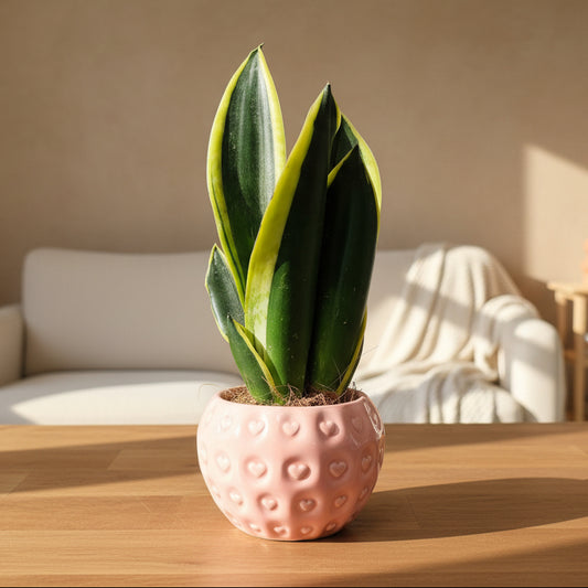 Sansevieria Trifasciata Black Gold