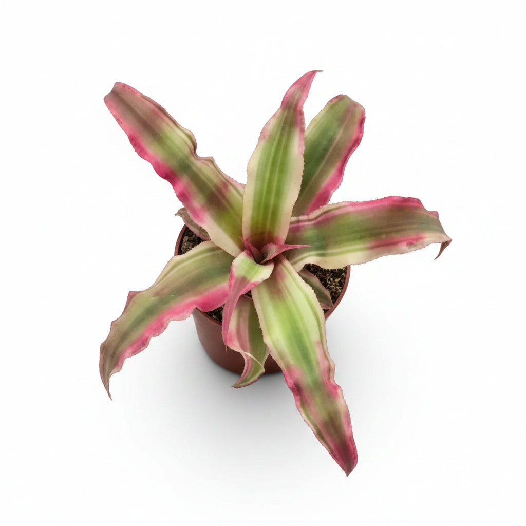Cryptanthus Pink Mini