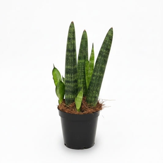 sansevieria mini cylindrica