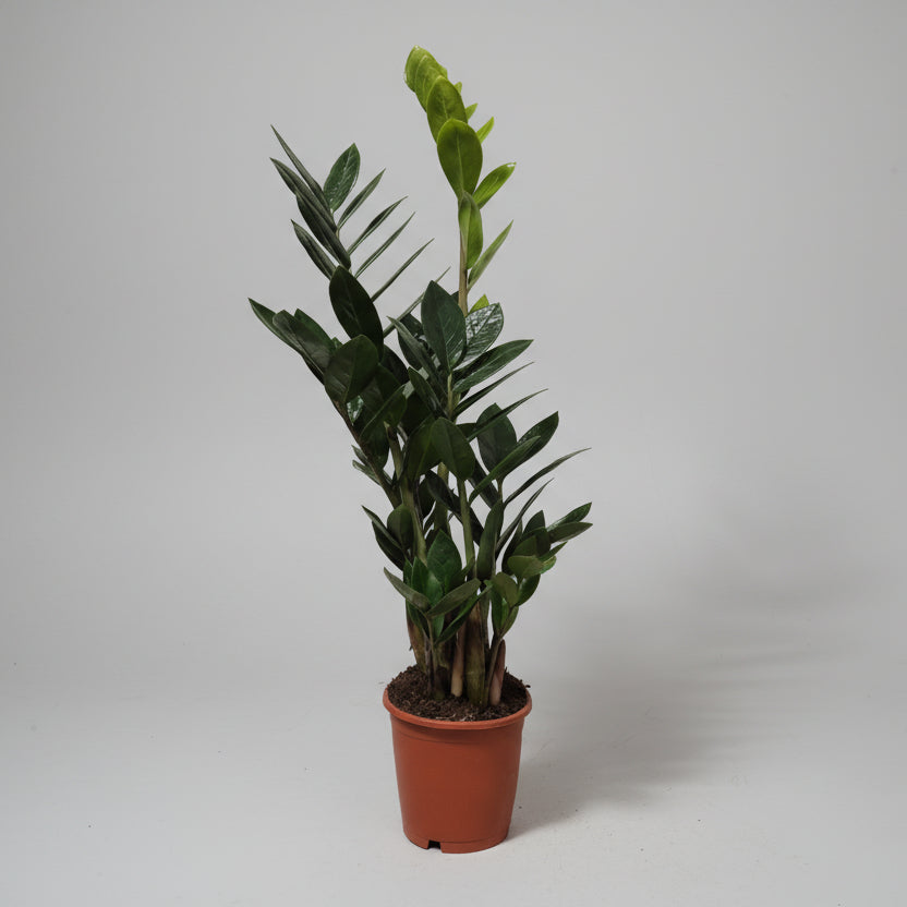 zamioculca