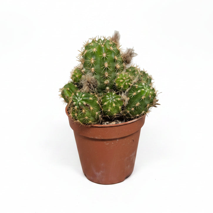 chamaecereus ubink red