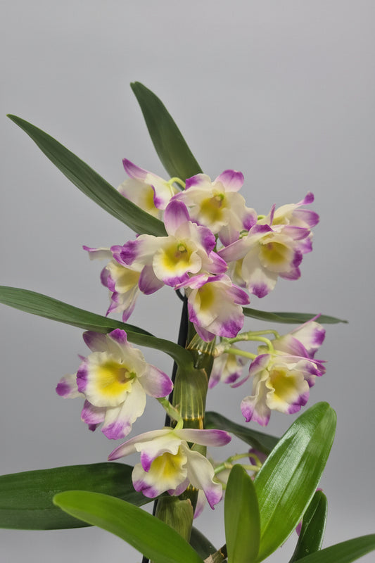 Orquídea Dendrobium Flor fucsia amarillo