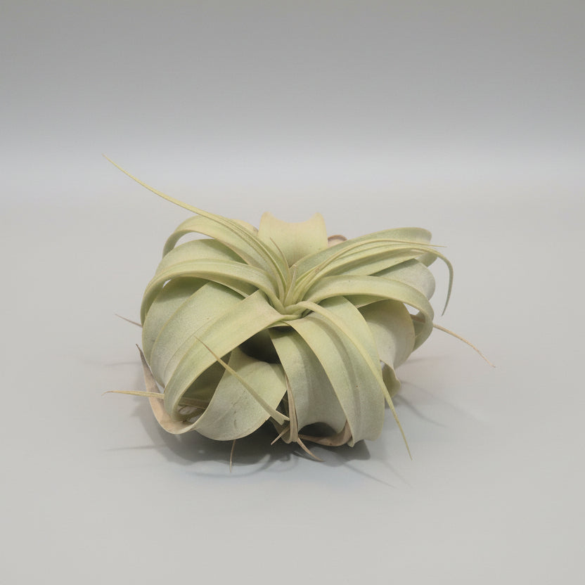 Tillandsia Xerographica