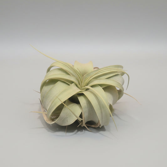 tillandsia-xerographica-planta-aerea