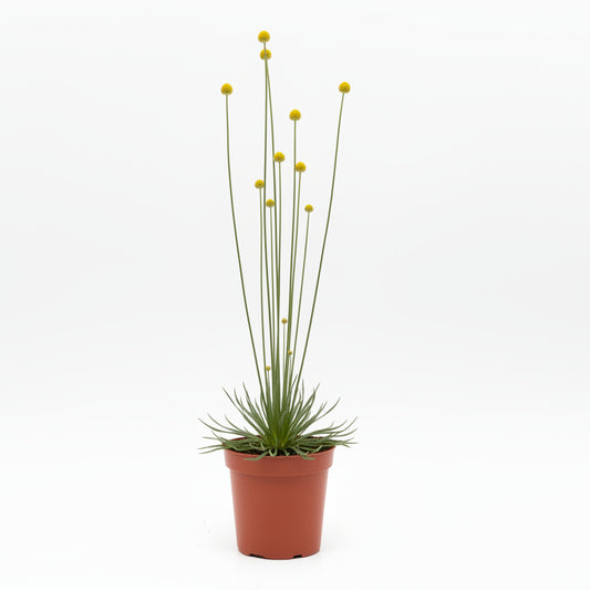 syngonanthus chrysanthus mikado