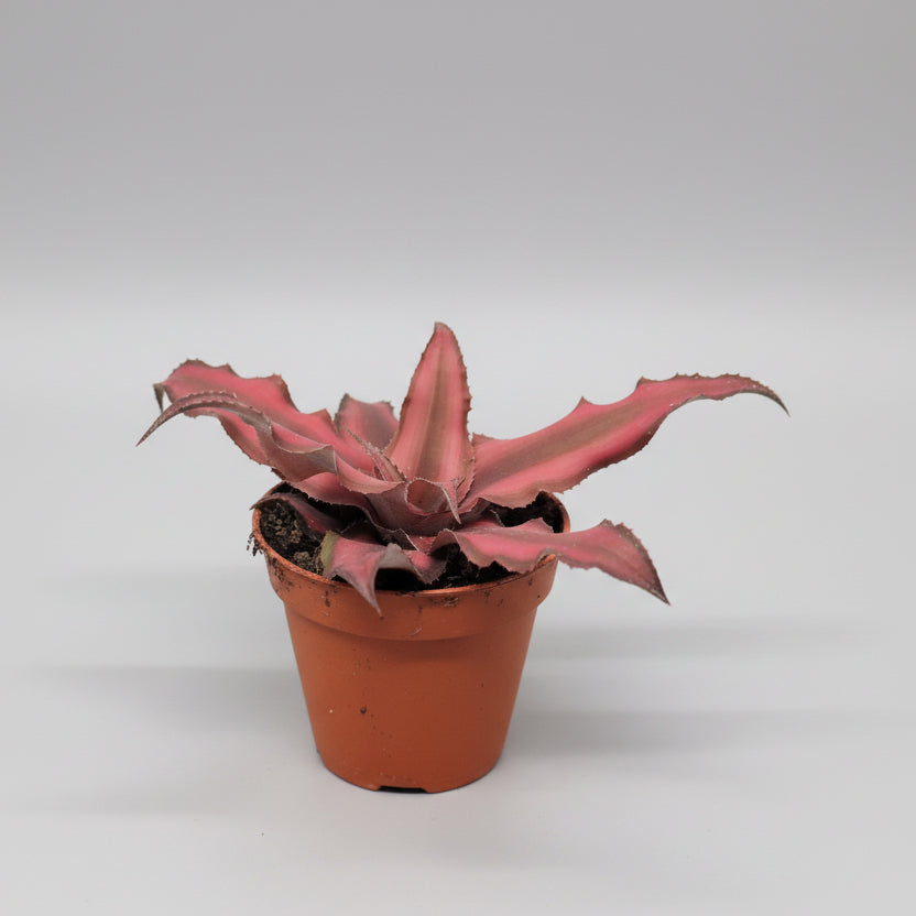 bromelia-roja-interior