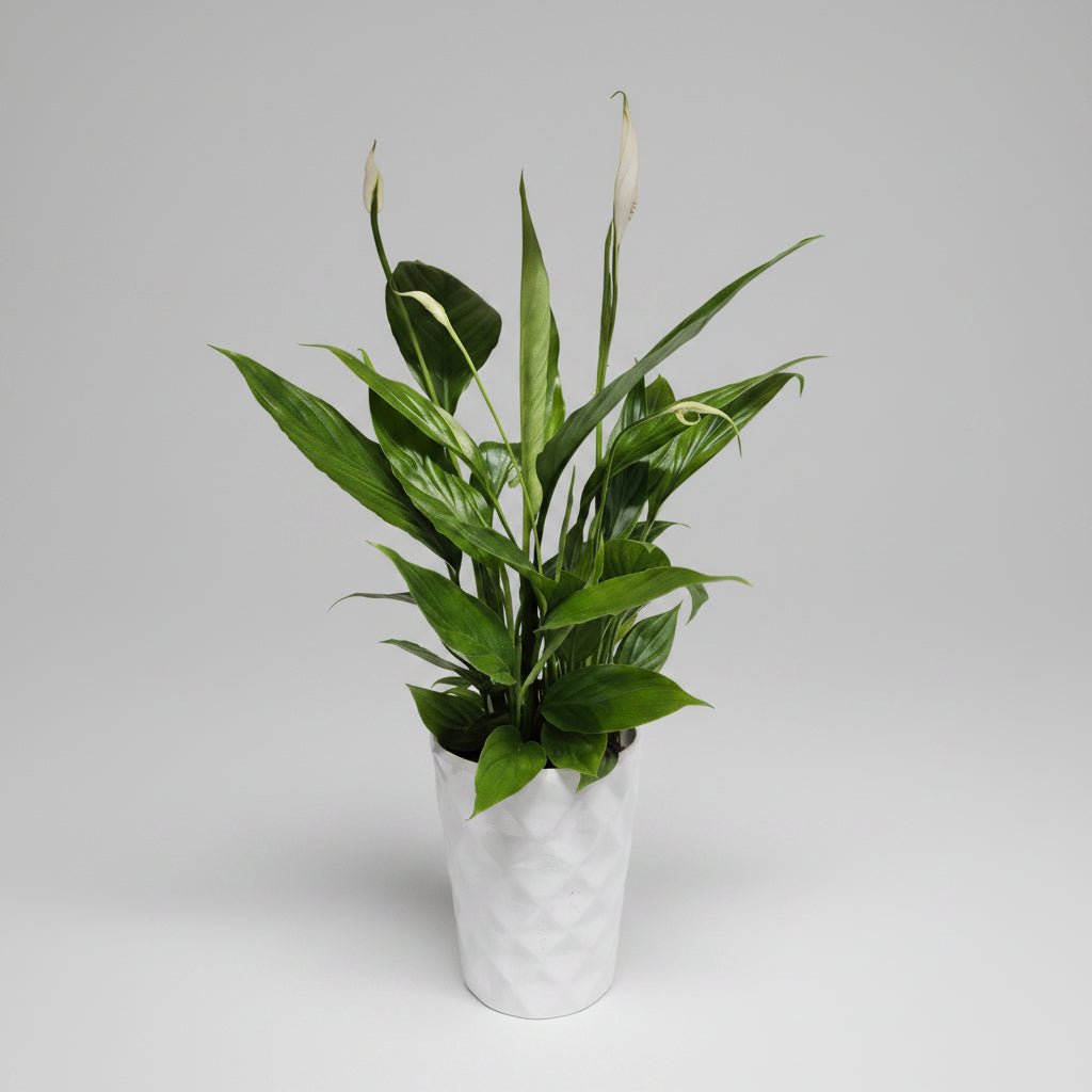 spathiphyllum-macetero-blanco