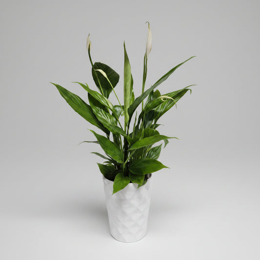 spathiphyllum-macetero-blanco